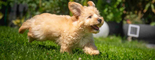 Veilig hondenspeelgoed: zo voorkom je inslikken en gebitsschade