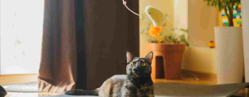 Waarom spelen zo belangrijk is voor je kat (en hoe je dat thuis stimuleert)
