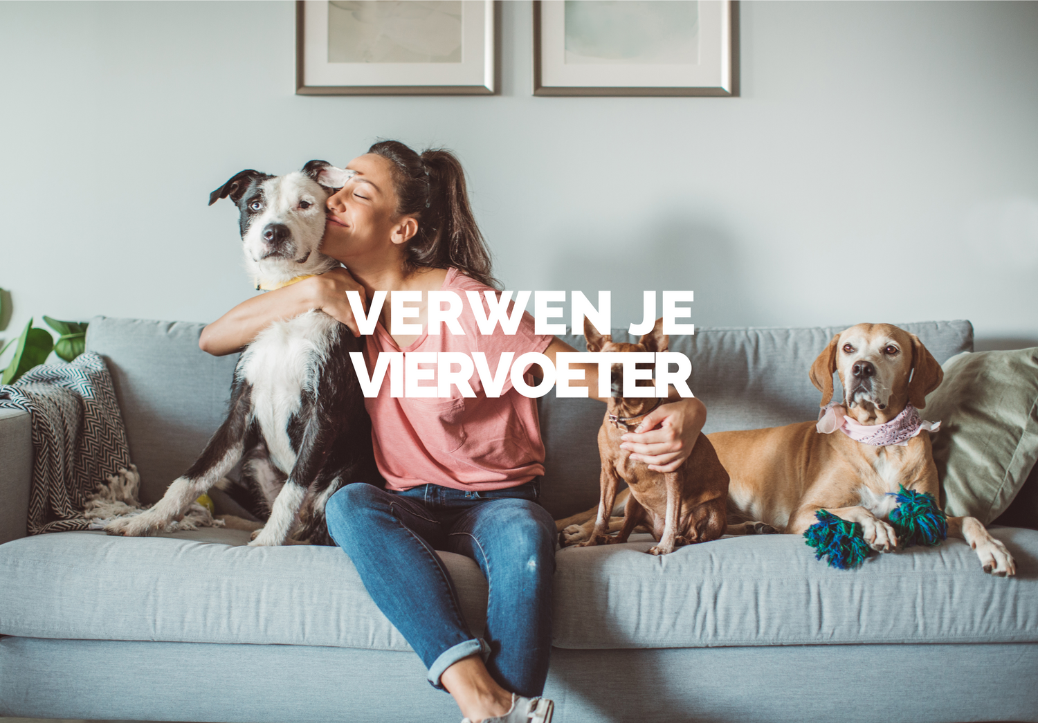 Honden artikelen