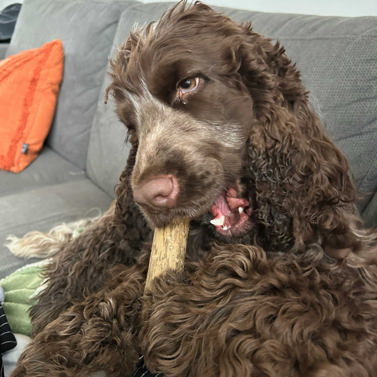 Boris, der englische Cocker Spaniel