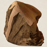 Heidewurzel L (300-400 Gramm)