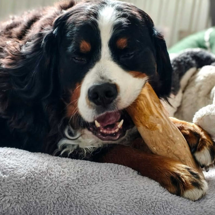 Kaffeebaumwurzel für Hunde