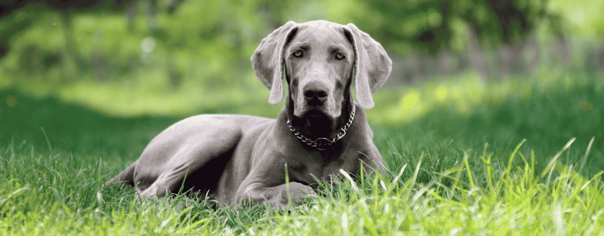 kauwstaaf-honden