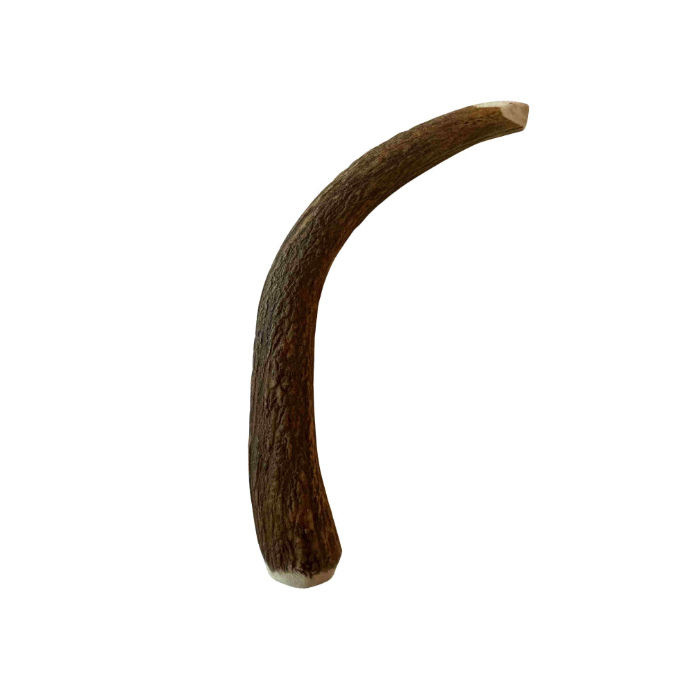 Damwildgeweih M (15-20 cm)