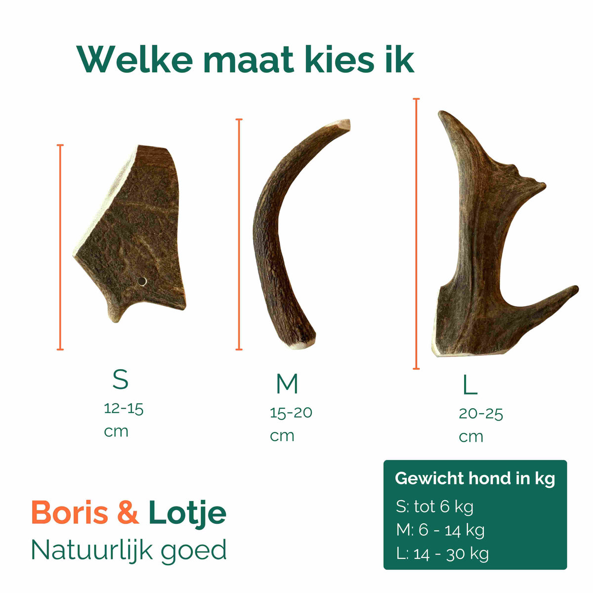 Damwildgeweih L (20-25 cm)