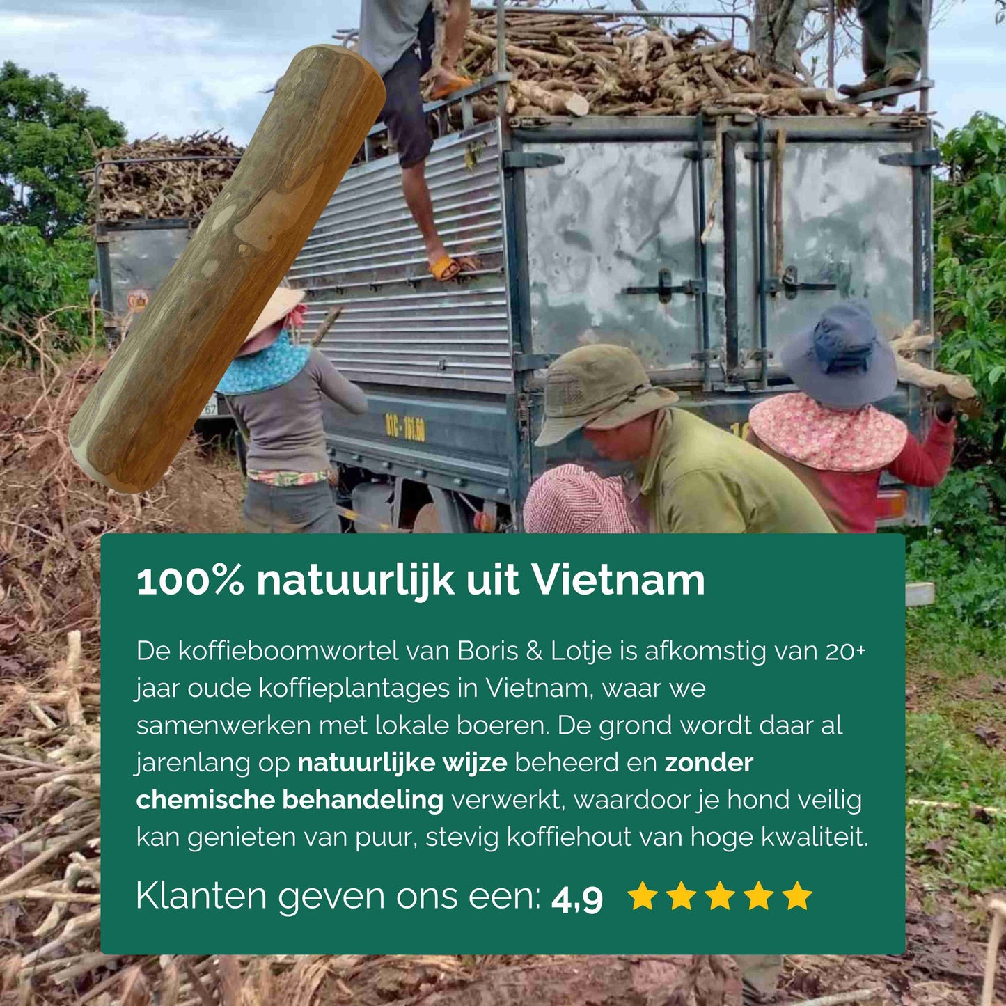 Kaustab Kaffeeholz M - Pro Stück