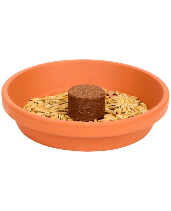 Katzengras-Anzuchtset für Katzen 3-teilig