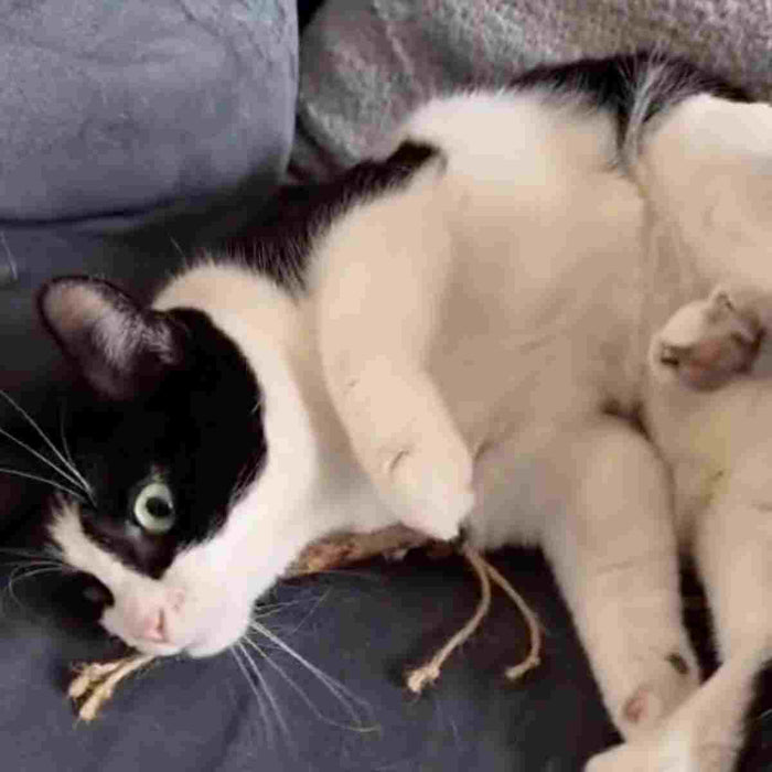 Interaktives Katzenspielzeug